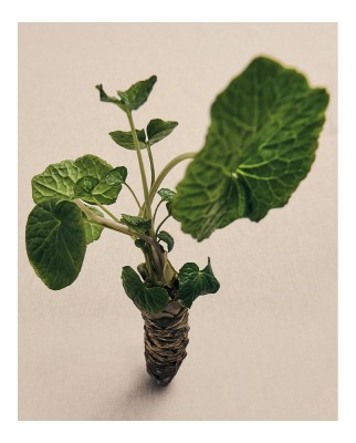 Ambientador Home Fragance Wasabi Loewe