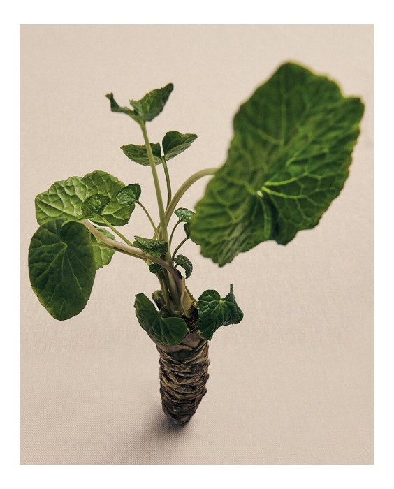 Ambientador Home Fragance Wasabi Loewe