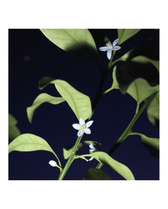 Chloé Nomade Nuit d'Egypte парфюмерная вода