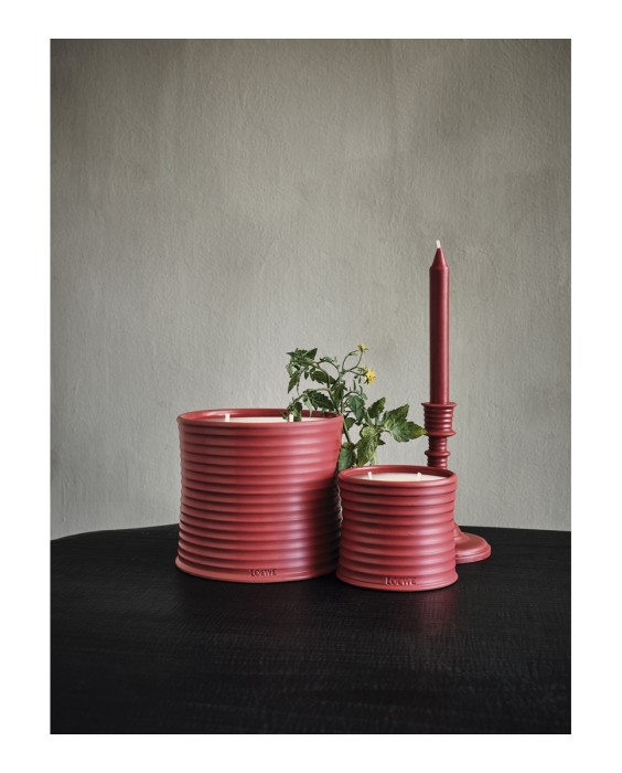 Vela aromática Home Scents Tomato Leaves M Loewe