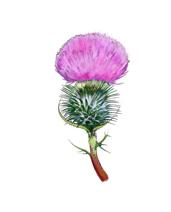 Eau de Cologne Melancholy Thistle 30 ml Jo Malone London