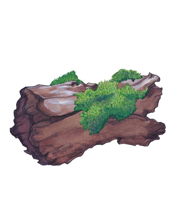 Eau de Cologne Melancholy Thistle 30 ml Jo Malone London