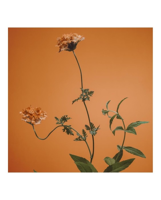 Eau de Parfum Verbena Mujer 120 ml Adolfo Dominguez