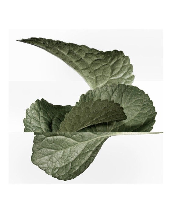 Hermès Violette Volynka парфюмерная вода