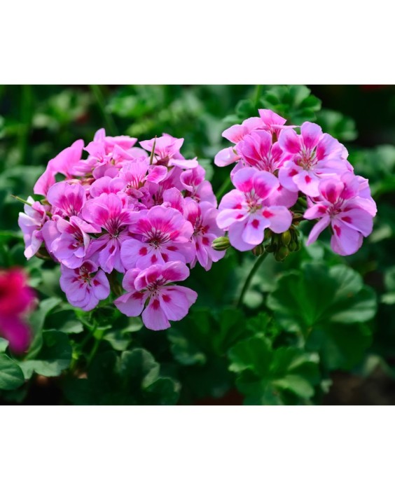 Kiehl's Precision Lifting & Pore Tightening Concentrate Сыворотка для лица с лифтинг - эффектом