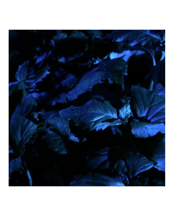 Eau de Parfum Les Absolus D'Orient Patchouli Ardent 125 ml Guerlain