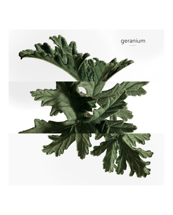 Hermès Eau de Basilic Pourpre одеколон