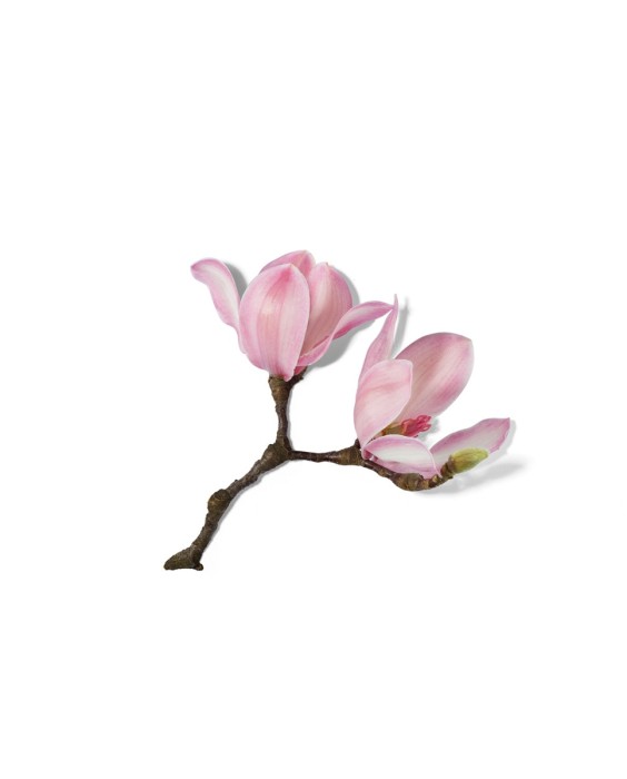 Eau de Parfum Maison Lancôme Magnolia Rosae 100 ml Lancôme