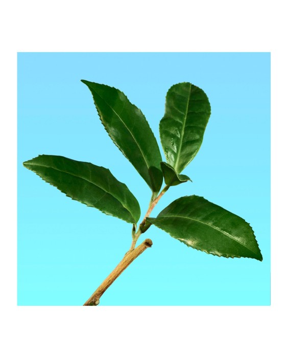 Eau de Toilette cK one 300 ml Calvin Klein