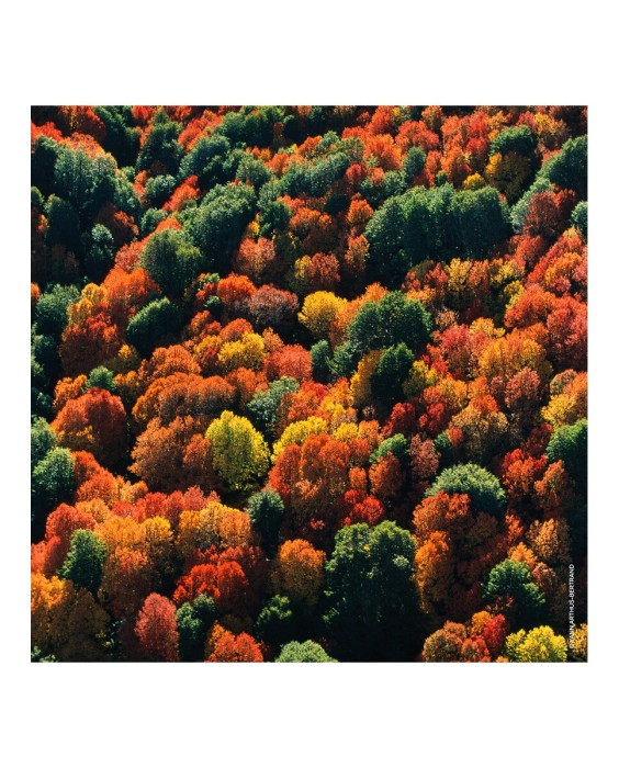 Eau de Parfum Aqua Allegoria Forte Oud Yuzu 125 ml Guerlain