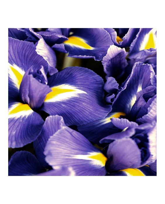 Recambio Eau de Parfum Polo Blue 150 ml Ralph Lauren