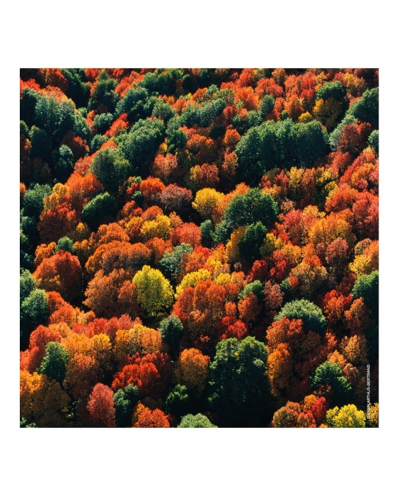 Eau de Parfum Aqua Allegoria Forte Oud Yuzu 75 ml Guerlain