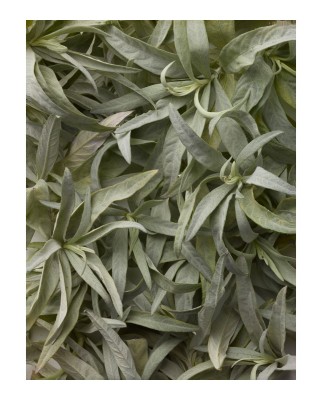 Eau de Toilette Polo Black 125 ml Ralph Lauren