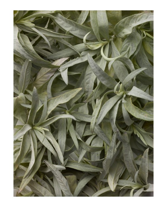 Eau de Toilette Polo Black 125 ml Ralph Lauren