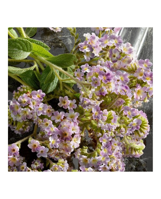 Eau de Parfum Intense Q 50 ml Dolce & Gabbana