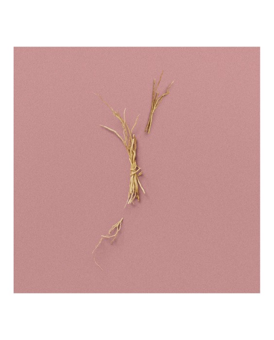 Eau de Parfum Gucci The Alchemist's Garden A Gloaming Night 100 ml  Gucci