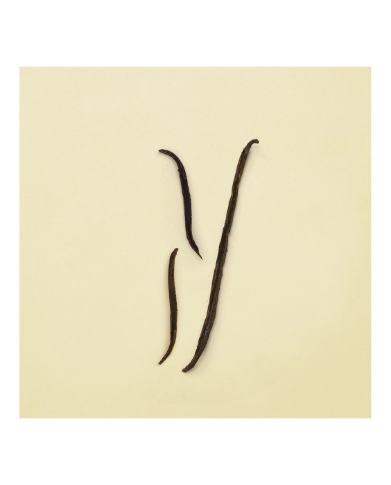 Eau de Parfum Gucci The Alchemist's Garden The Eyes of the Tiger 100 ml  Gucci