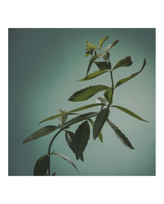 Eau de Toilette Verbena Hombre 120 ml Adolfo Dominguez