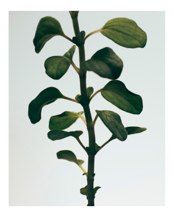 Loewe Oregano Scented Набор из двух твердых мыл