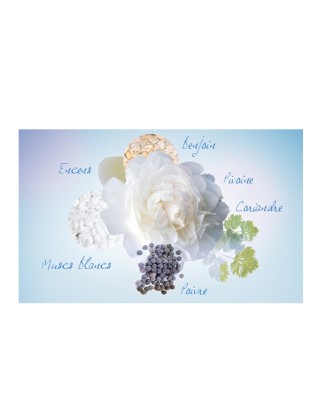 Eau de Toilette Noa 100 ml Cacharel