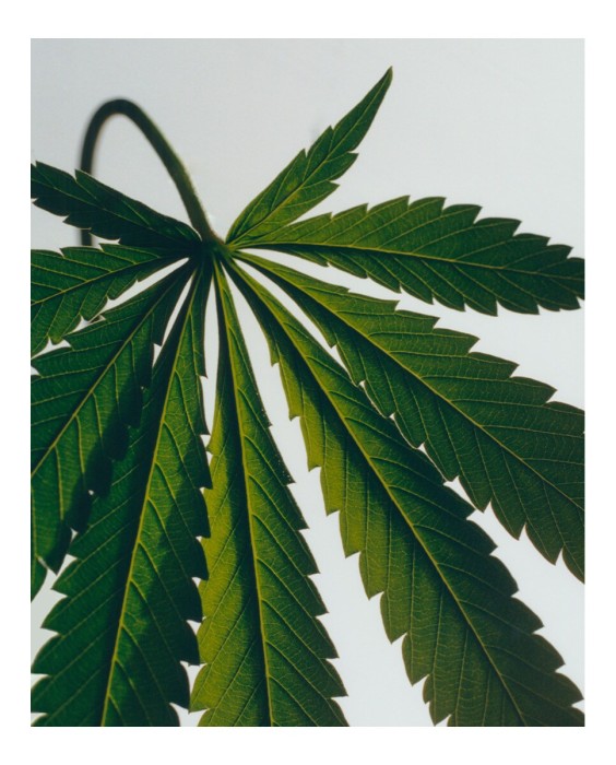 Set de 2 jabones sólidos Marihuana Scented Loewe