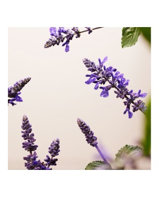 Crema de día antiedad The Ritual of Namaste Glow Anti-Ageing Day Cream 50 ml Rituals