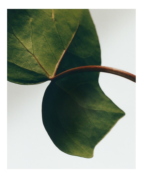 Set de 2 jabones sólidos Ivy Scented Loewe