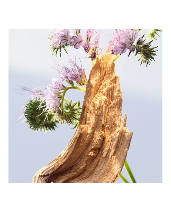 Eau de Toilette Omnia Amethyste 30 ml Bvlgari