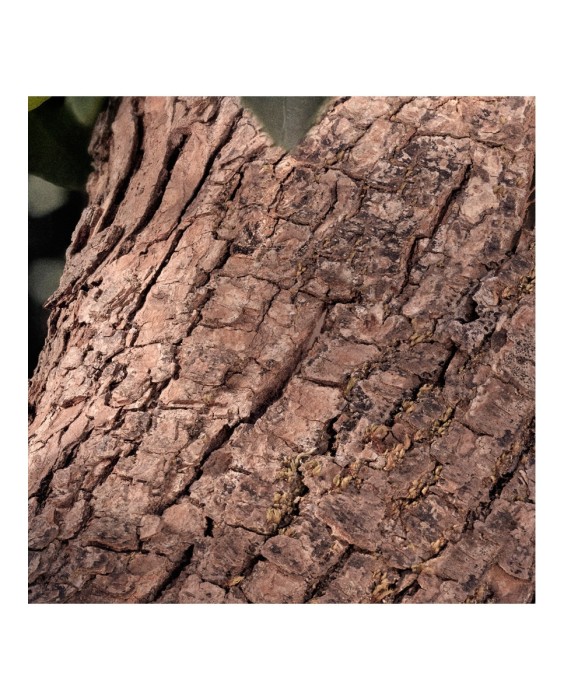 Chloé Signature Rose Naturelle Intense парфюмерная вода