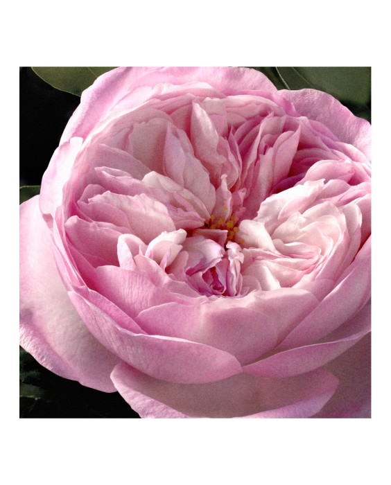Chloé Signature Rose Naturelle Intense парфюмерная вода