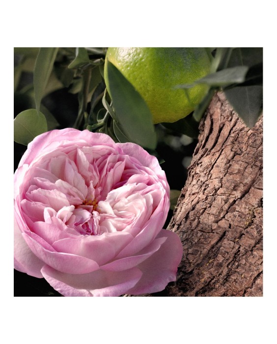 Chloé Signature Rose Naturelle Intense парфюмерная вода