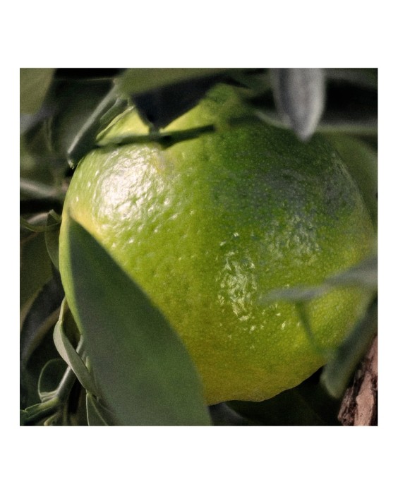 Chloé Signature Rose Naturelle Intense парфюмерная вода