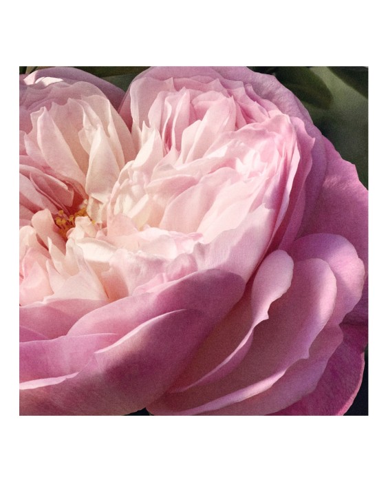 Chloé Signature Rose Naturelle 100мл парфюмерная вода