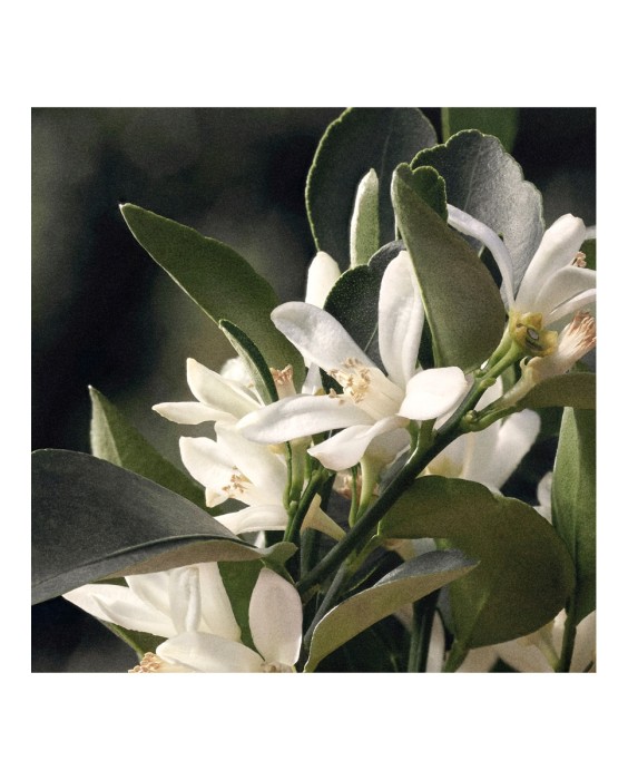 Chloé Signature Rose Naturelle 100мл парфюмерная вода