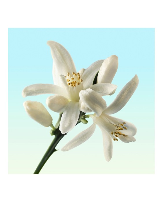 Eau de Toilette Calvin Klein Ck One Gold 200 ml Calvin Klein