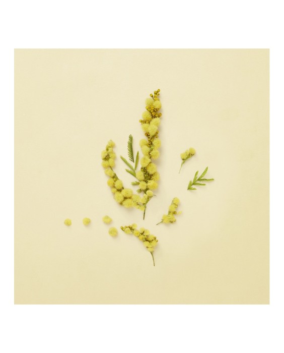 Eau de Parfum Gucci The Alchemist's Garden Winter's Spring 100 ml  Gucci