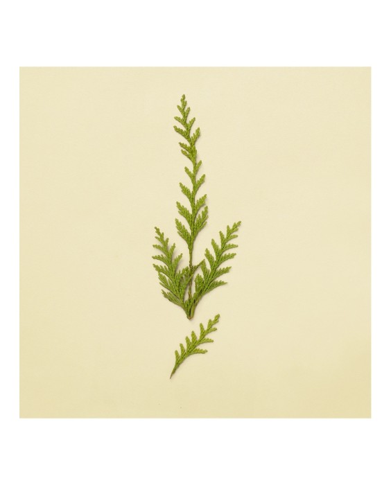 Eau de Parfum Gucci The Alchemist's Garden The Last Day of Summer 100 ml  Gucci