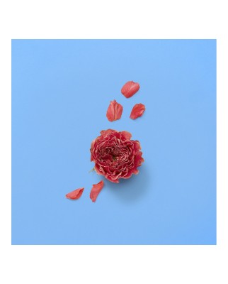 Eau de Parfum Gucci The Alchemist's Garden A Song for the Rose 100 ml  Gucci