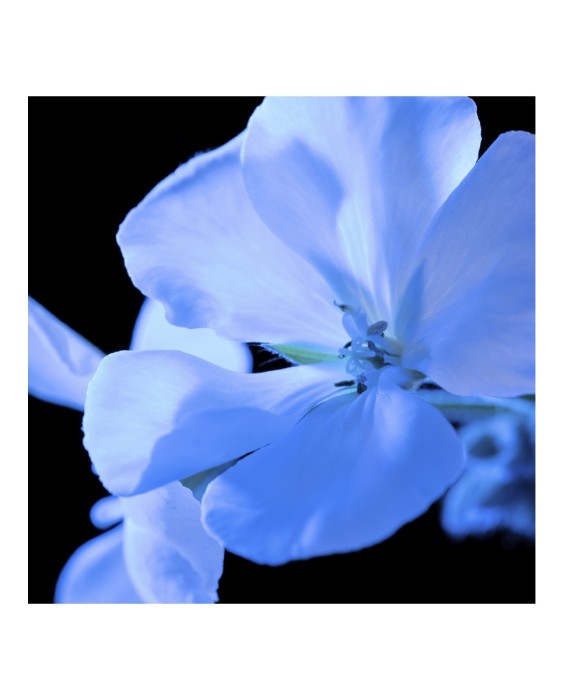 Eau de Parfum Y Men 100 ml Yves saint Laurent