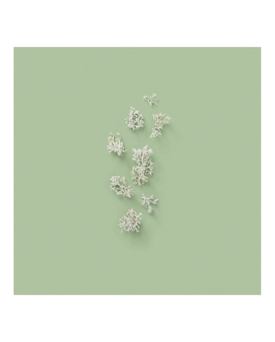 Eau de Parfum Gucci The Alchemist's Garden 1921, 100 ml  Gucci