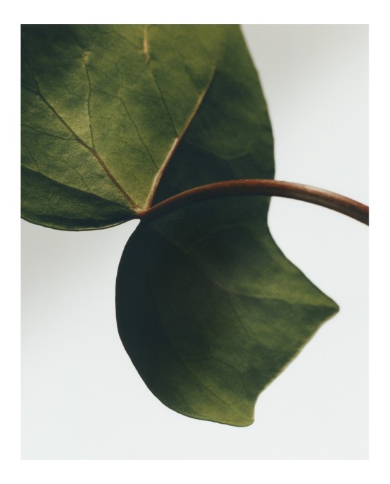 Loewe Ivy 360мл лосьон для тела