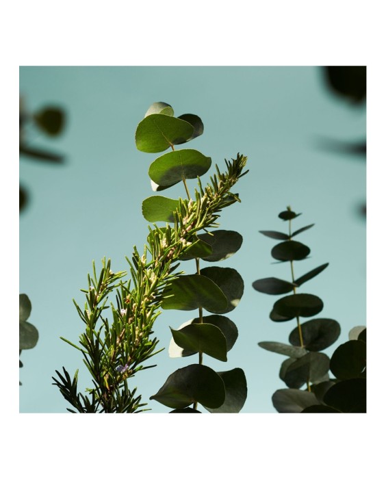 Recarga De Barritas Aromáticas  The Ritual Of Hammam Refill Fragrance Sticks 250 ml Rituals