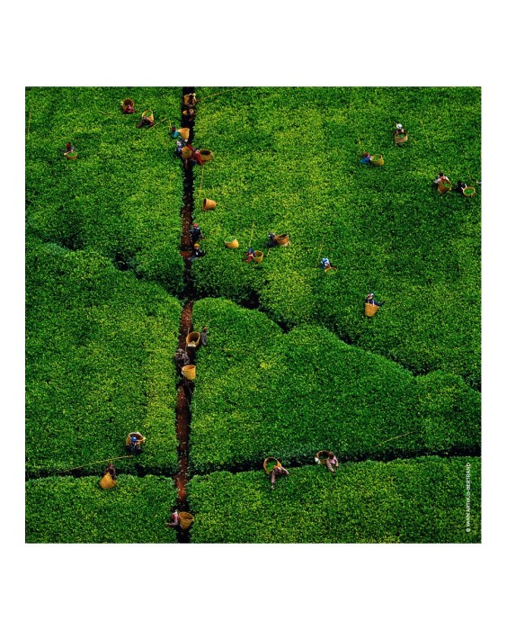 Eau de Toilette Aqua Allegoria Harvest Rosa Rossa 125 ml Guerlain