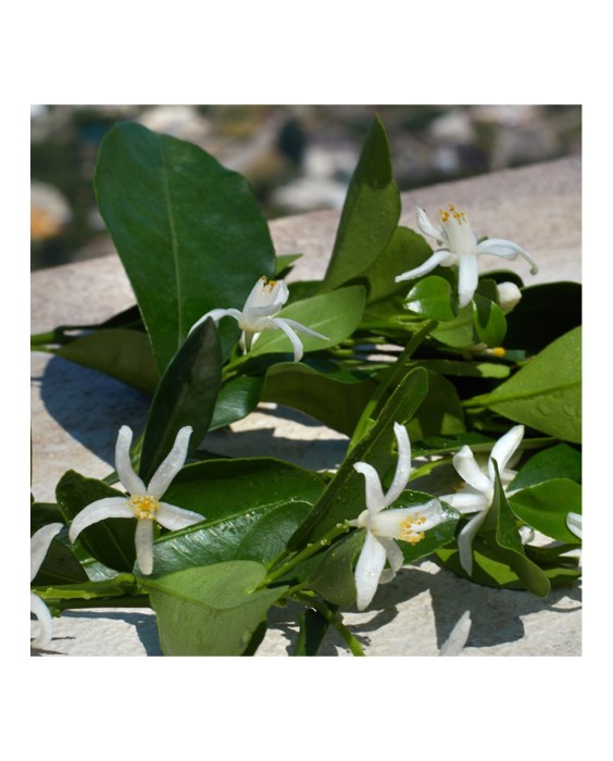 Devotion 100 ml  Dolce & Gabbana Парфюмерная вода