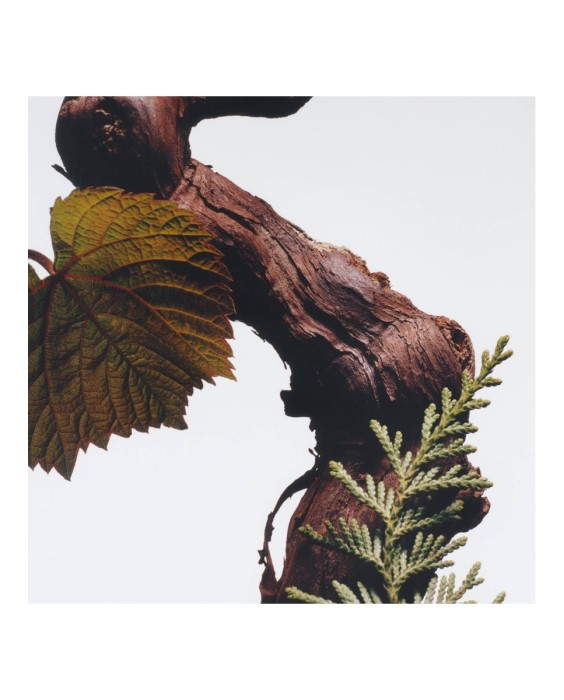 Eau de Cologne Intense Cypress & Grapevine Jo Malone London