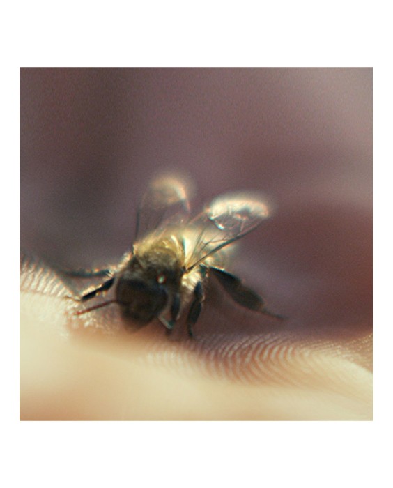 Sérum Abeille Royale Daily Repair Guerlain