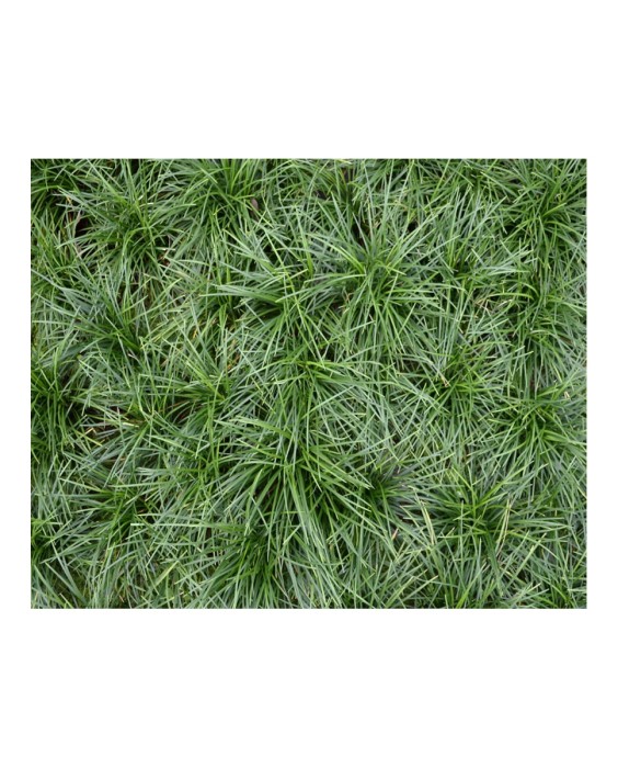 Kiehl's Ultra Facial Cream SPF30 125мл Увлажняющий крем для лица