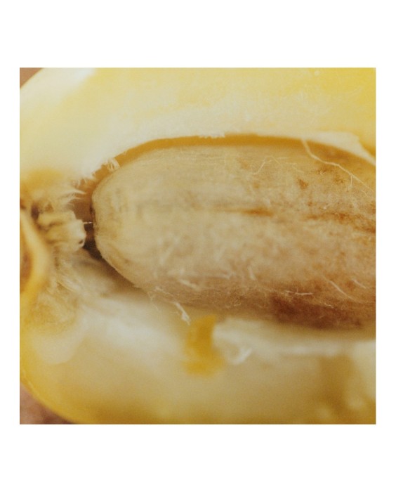 Chloé Nomade Jasmin Naturelle Intense парфюмерная вода