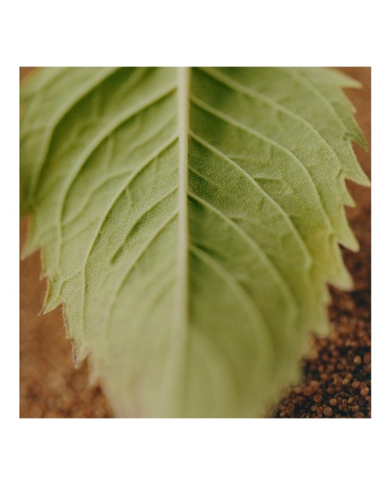 Chloé Nomade Jasmin Naturelle Intense парфюмерная вода